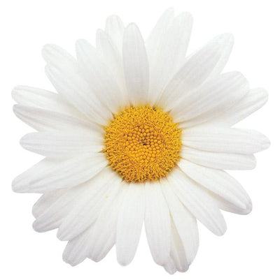 die cut note card featuring a photo real oxeye daisy, shown on white background.