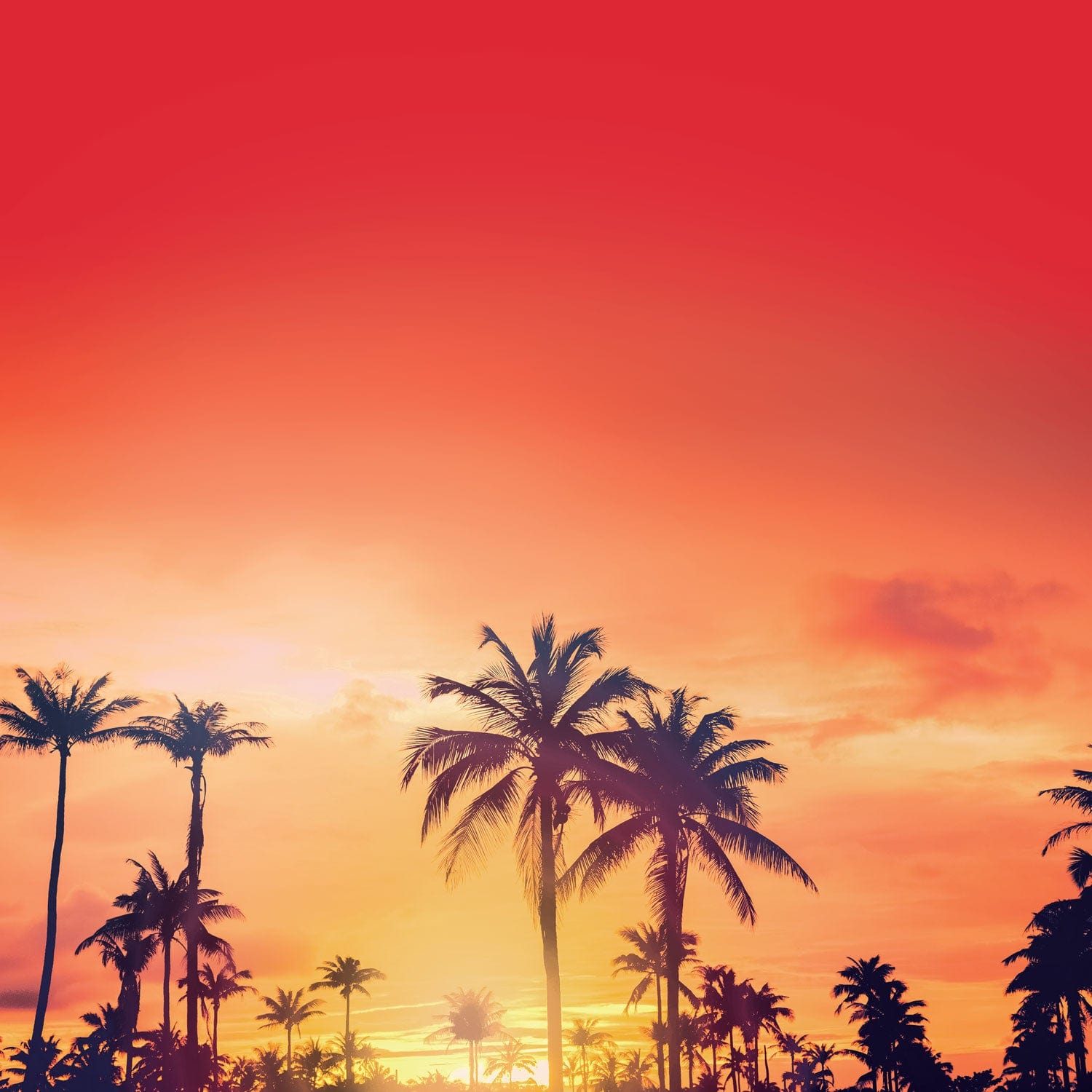 scrapbook paper featuring orange and yellow sunset with silhouetted palm trees.
