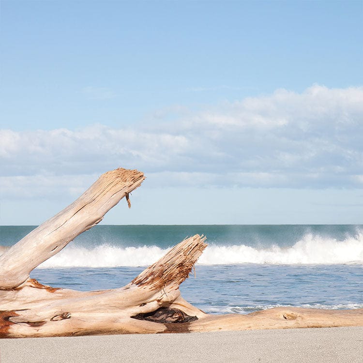 scrapbook paper featuring a photographic image of driftwood on the beach.