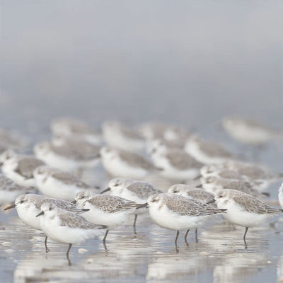 scrapbook paper featuring a light gray background with a close up of birds photographed at the foreground shore