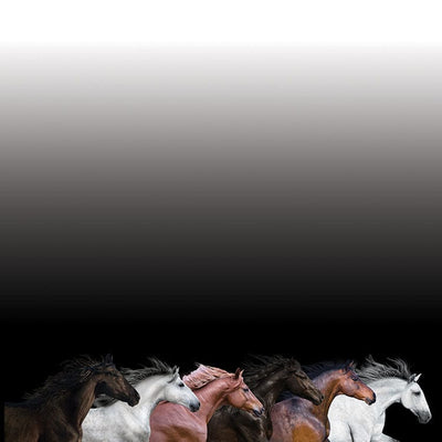 scrapbook paper featuring 6 photographic galloping horses along the bottom edge of the paper on a  black gradient background.