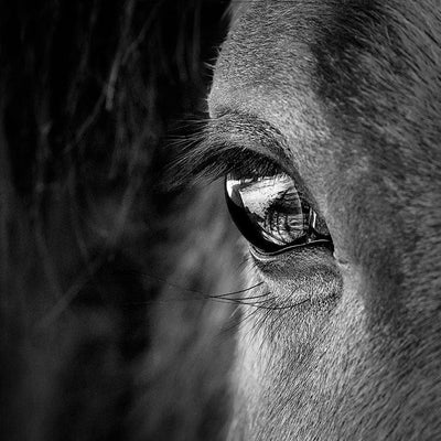 scrapbook paper featuring a black and white close-up photographic image of a horse's face
