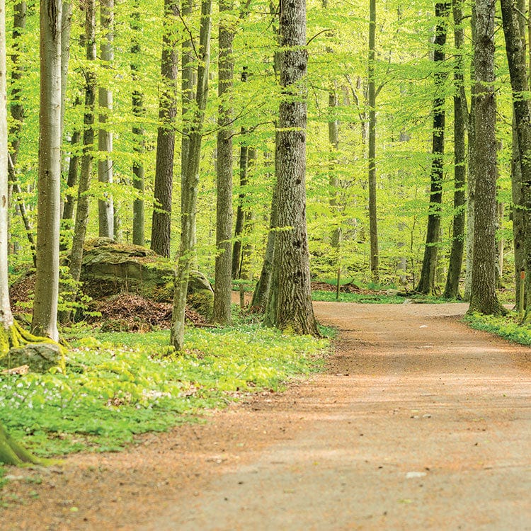 scrapbook paper featuring a photographic image of a path in the woods.