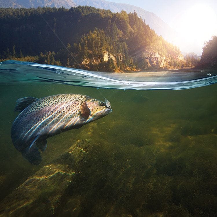 scrapbook paper featuring a close up photographic image of a trout under water with sunshine above.