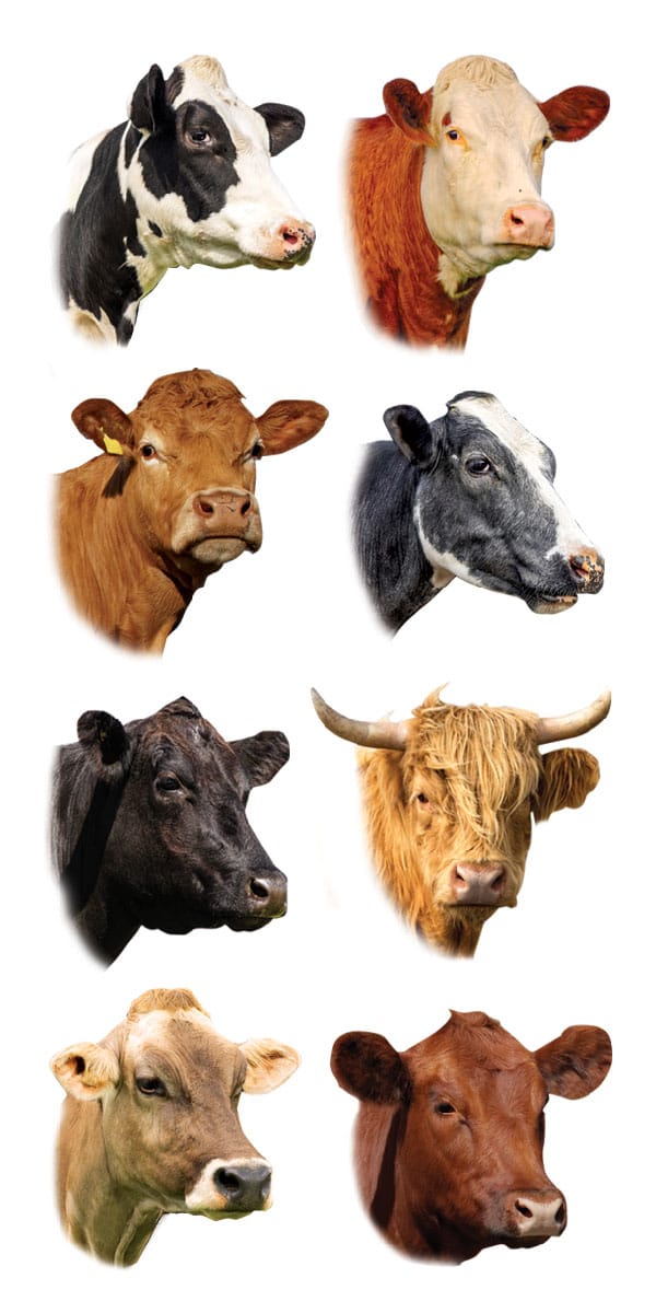 Decorative Stickers - Cows