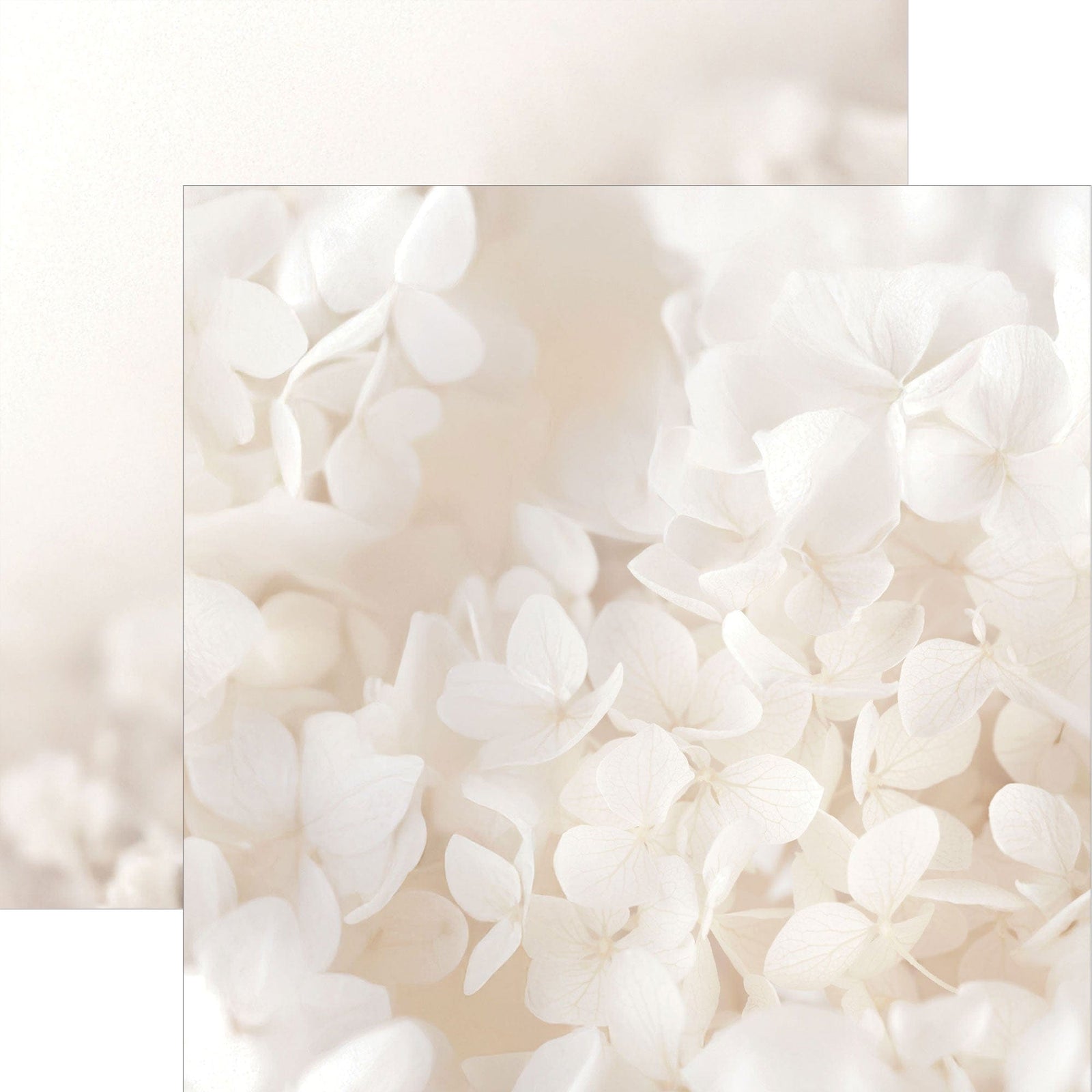 P-2397E - Ivory Watercolor Floral 12 x 12 Scrapbook Paper - Closeup of delicate white and cream hydrangea flowers with soft, layered petals in a romantic watercolor style