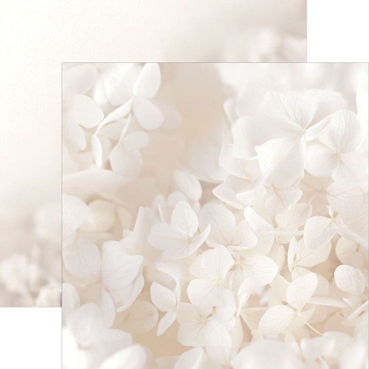 P-2397E - Ivory Watercolor Floral 12 x 12 Scrapbook Paper - Closeup of delicate white and cream hydrangea flowers with soft, layered petals in a romantic watercolor style