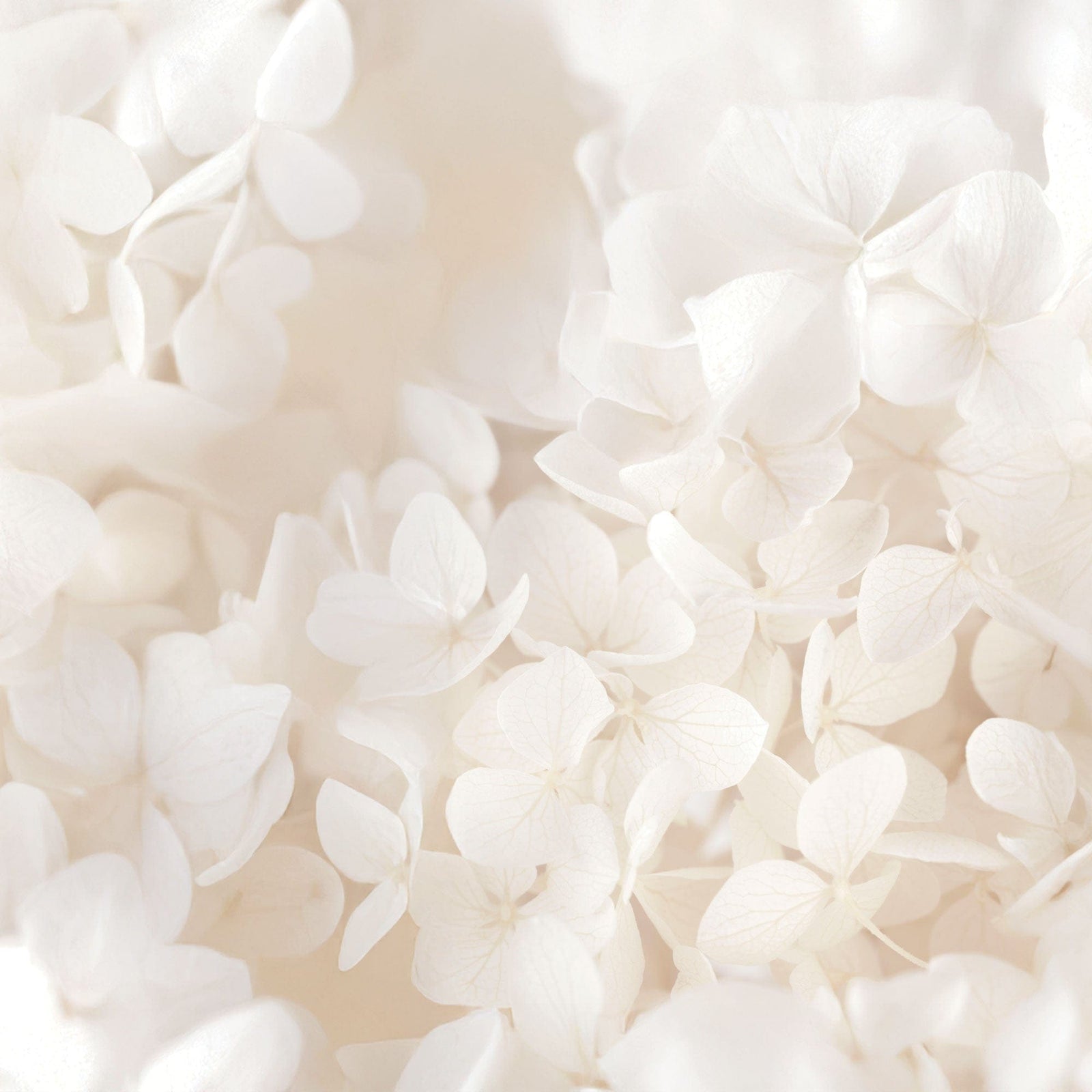 P-2397E - Ivory Watercolor Floral 12 x 12 Scrapbook Paper - Soft ivory hydrangea flowers with delicate petals in watercolor style, densely clustered across a cream background