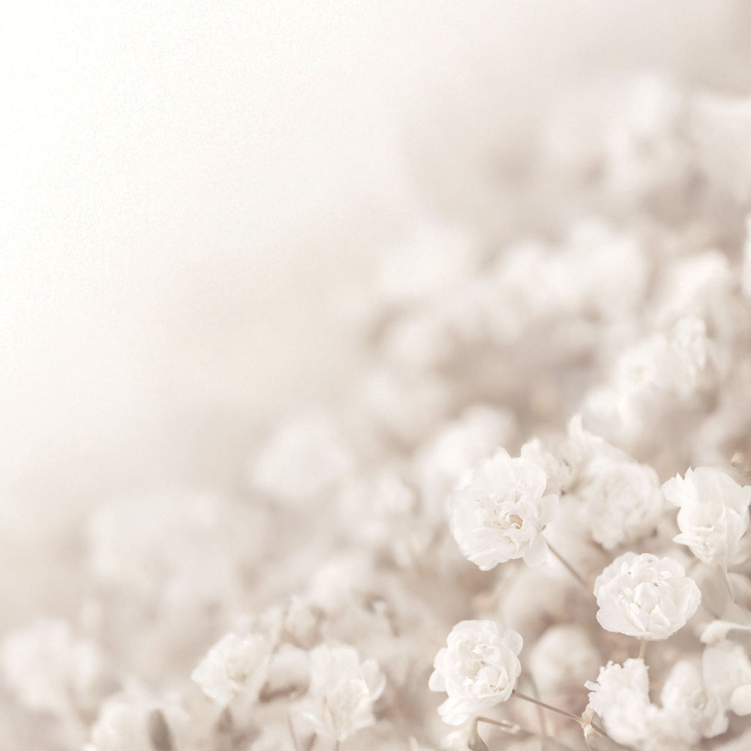 P-2397E - Ivory Watercolor Floral 12 x 12 Scrapbook Paper - Soft, delicate white flowers in full bloom with a dreamy, blurred background in neutral cream tones