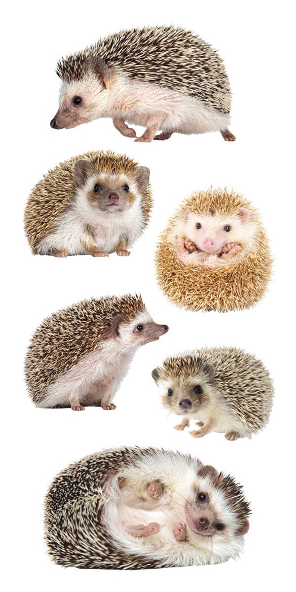 ST-2430E - Decorative Stickers - Hedgehogs - Six hedgehogs in various poses and expressions, displaying brown and white spiky quills on white background