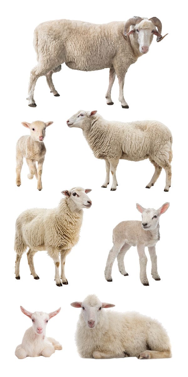 ST-2444E - Decorative Stickers - Sheep - Collection of seven cream and white sheep stickers in various poses and sizes, including adult rams, ewes, and lambs