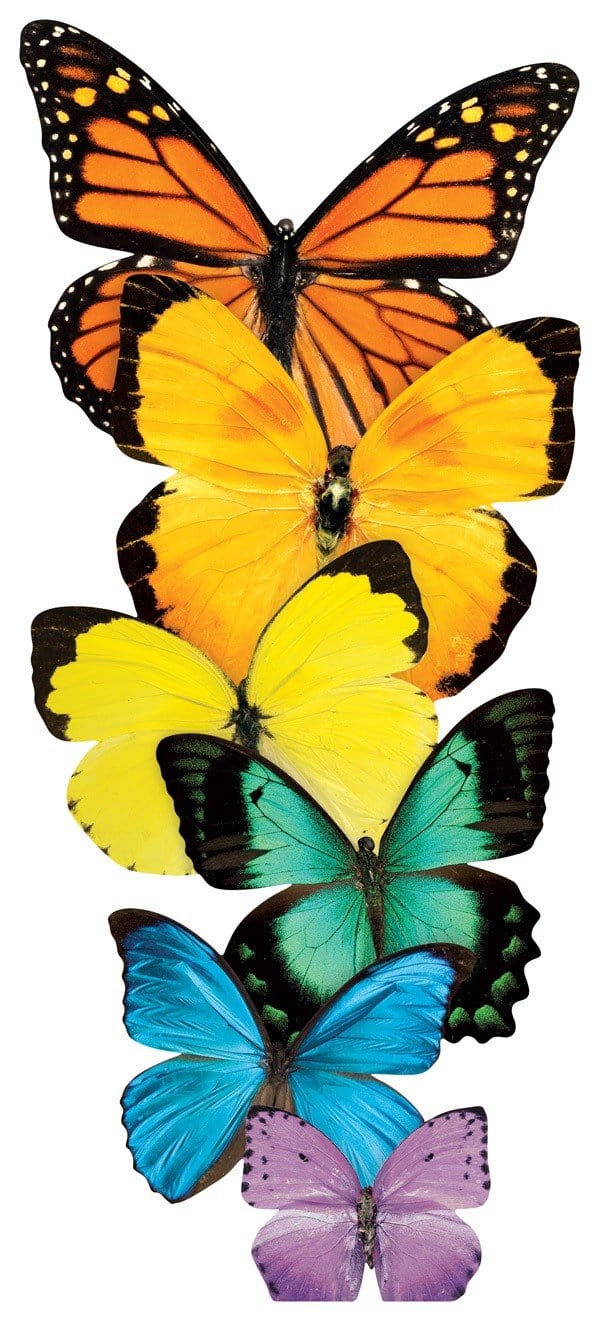 die cut note card featuring a photo real row of colorful butterflies, shown on white background.