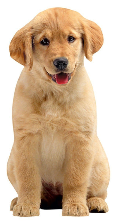 die cut note card featuring a photo real golden retriever puppy, shown on white background.