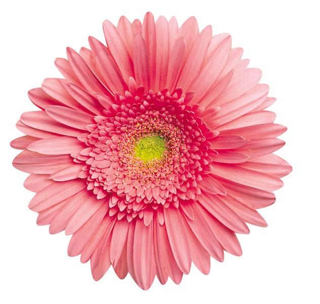 die cut note card featuring a photo real pink gerbera daisy, shown on white background.
