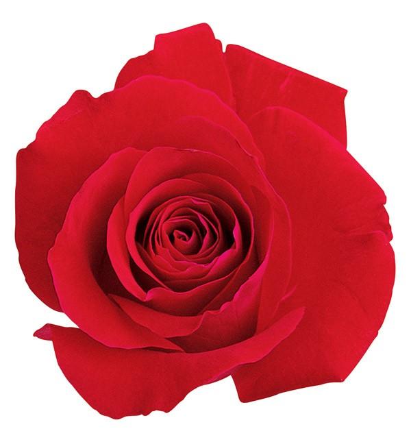 die cut note card featuring a photo real red rose, shown on white background.