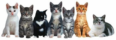 bookmark featuring 7 die cut, photo real kittens in a row, shown on a white background.