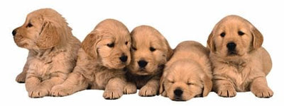bookmark featuring a row of 5 diecut golden retriever puppies, shown on a white background.