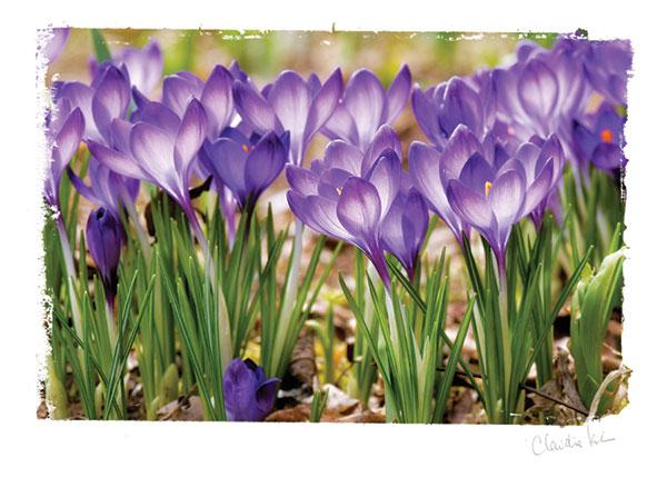 note card featuring a photograph of purple crocuses.