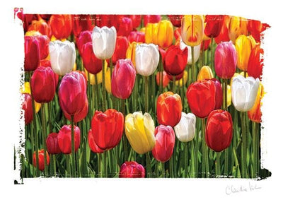 note card featuring a photograph of a field of red, yellow and white tulips.