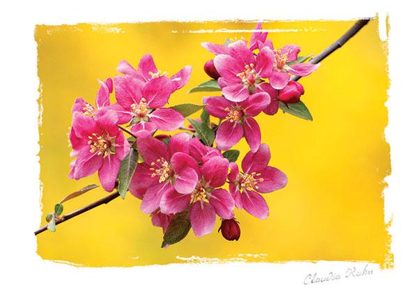 note card featuring a photograph of pink blossoms on a branch against a bright yellow background.