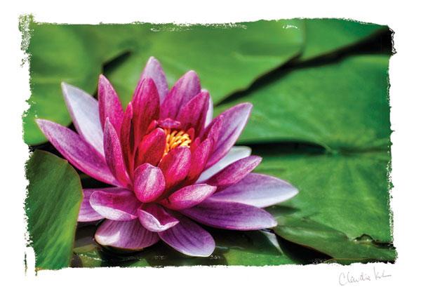 note card featuring a photograph of a pink water lily on a lily pad.