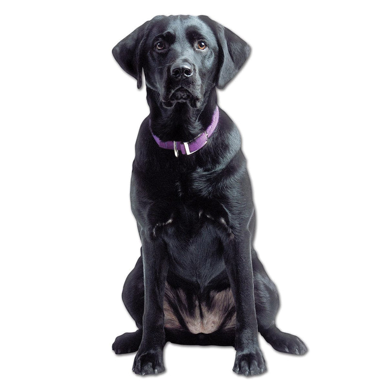 shaped note card featuring photographic image of a black lab with purple collar.