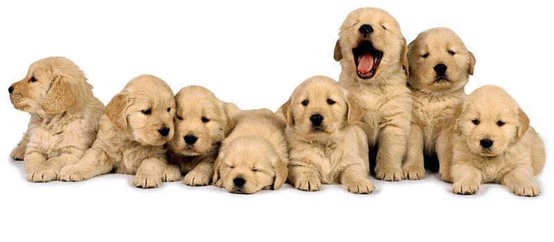 die cut note card featuring 8 photo real golden retriever puppies in a row, shown on a white background.
