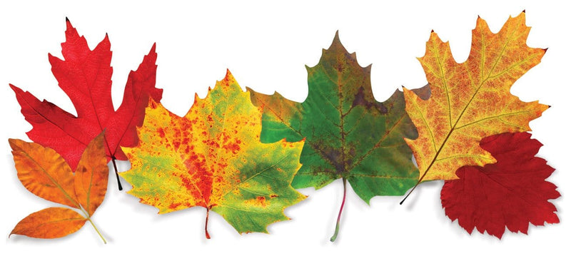 die cut note card featuring 6 photographic autumn leaves in a row, shown on a white background.
