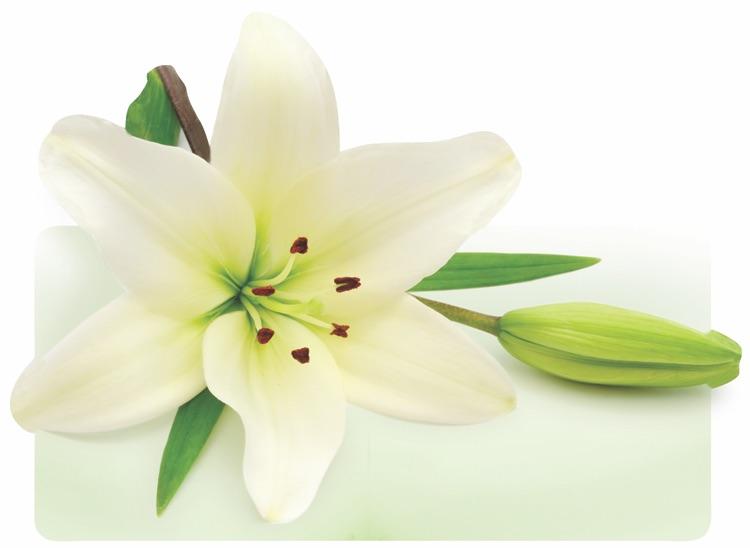 die cut note card featuring a photo real white lily with green leaves, shown on a white background.