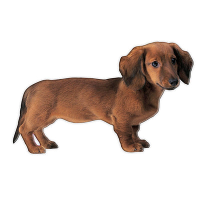 fridge magnet featuring a brown dachshund on a white background.