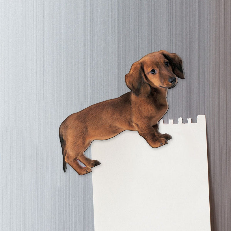 fridge magnet featuring a brown dachshund on a metal background attached to a torn sheet of white memo paper.