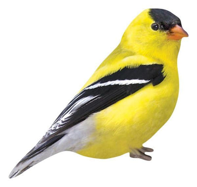 goldfinch magnet