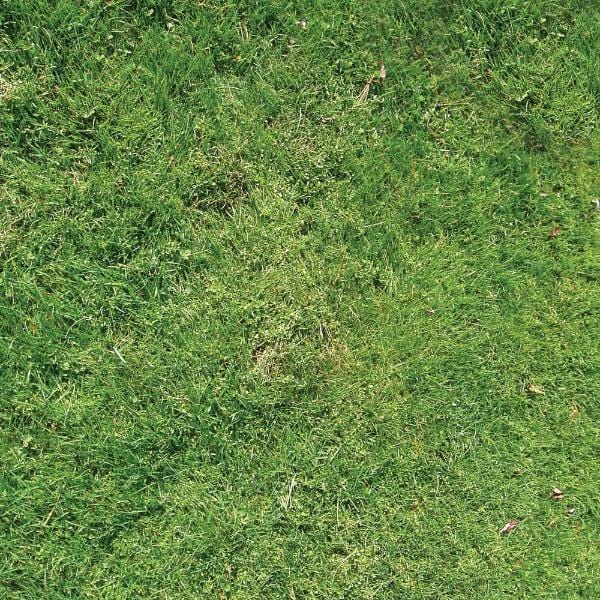 grass double sided paper