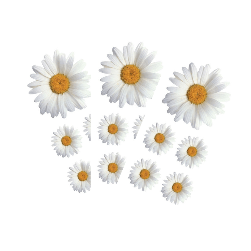 3 sheets of stickers featuring photo real oxeye daisies, shown on white background.