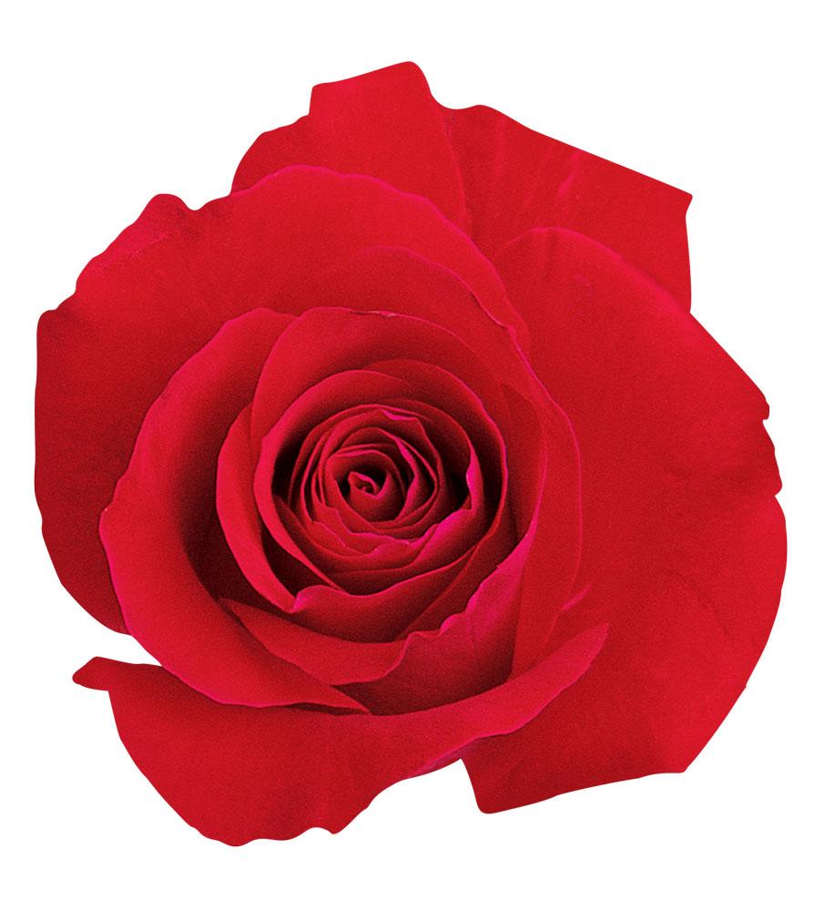 Shaped laptop sticker featuring a red photographic rose.