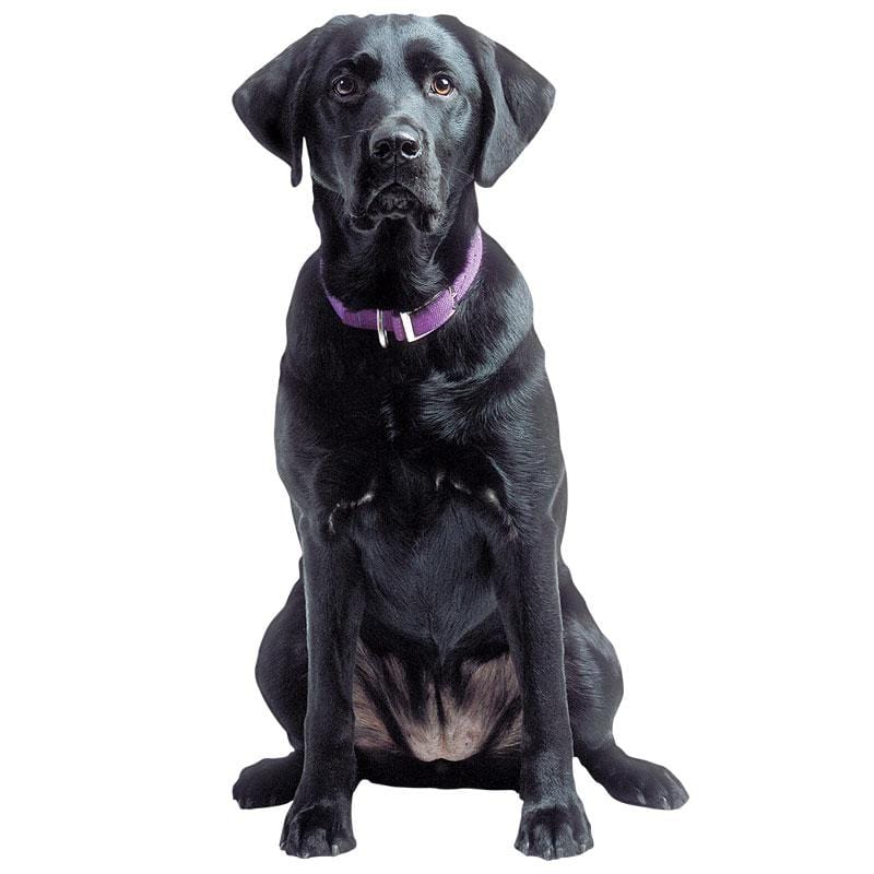 Shaped laptop sticker featuring a photograph of a black labrador retriever with a purple collar.