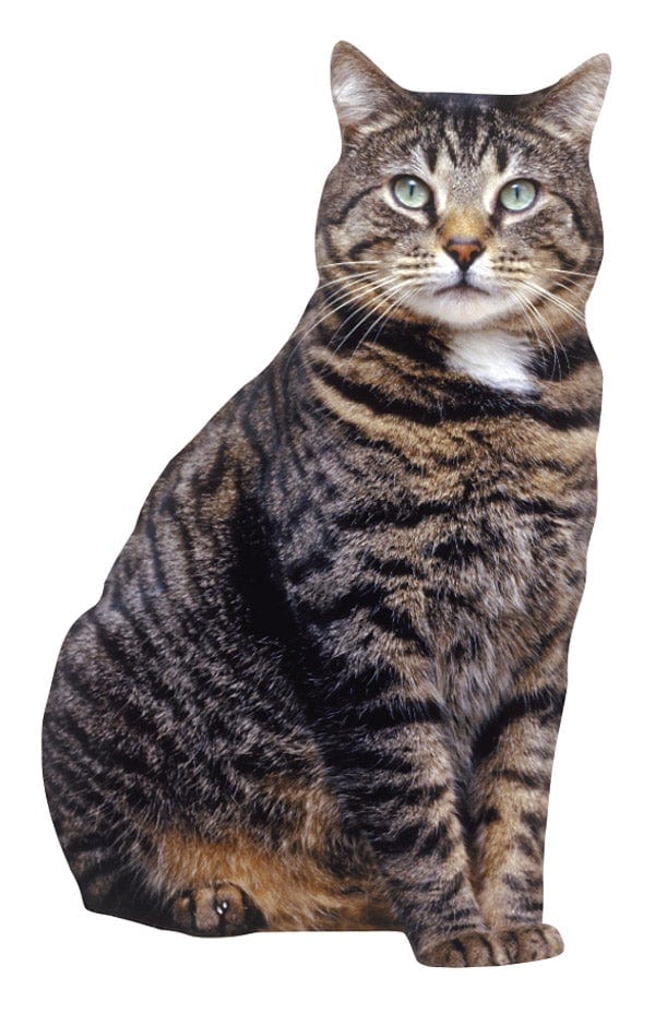 die cut note card featuring a photographic tabby cat, shown on white background.