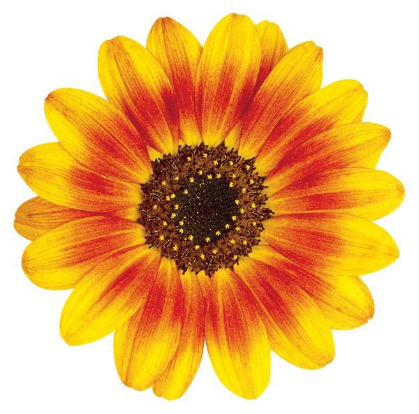die cut note card featuring a photographic ornamental sunflower on a white background.
