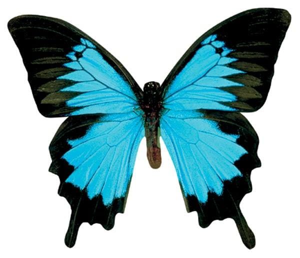 CDC-0379E - Note Card - Mountain Blue Butterfly - Bright blue butterfly with black wing borders and tail-like extensions on a white background