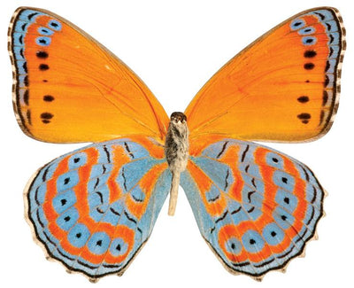 die cut note card featuring a photo real orange and blue butterfly, shown on white background.