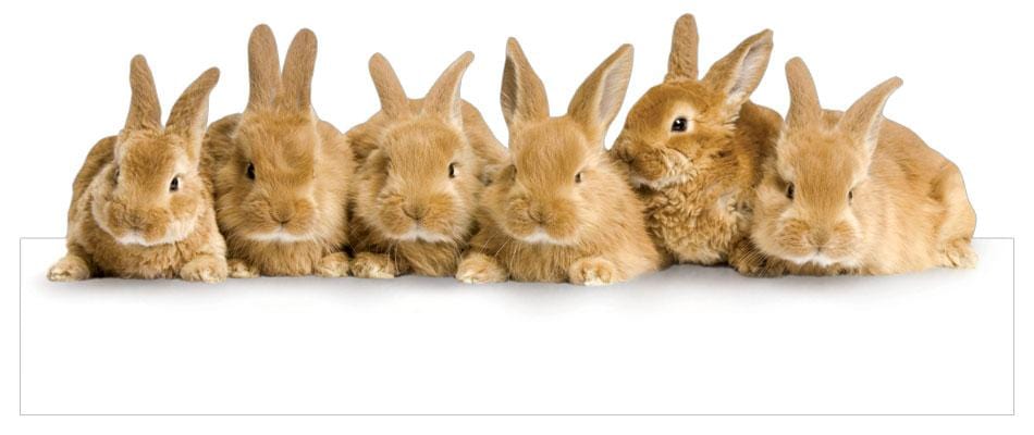die cut note card featuring a row of 6 photo real bunnies, shown on white background.