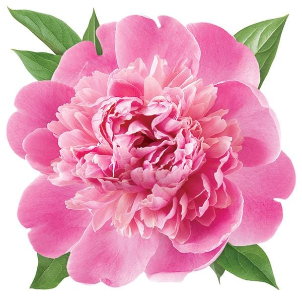 die cut note card featuring a photo real pink peony with green leaves, shown on a white background.