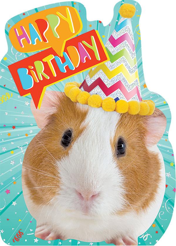 CF-7008E - Guinea Pig Foil Card - Colorful birthday greeting card featuring a guinea pig wearing a yellow pom-pom headband against a turquoise background with chevron patterns