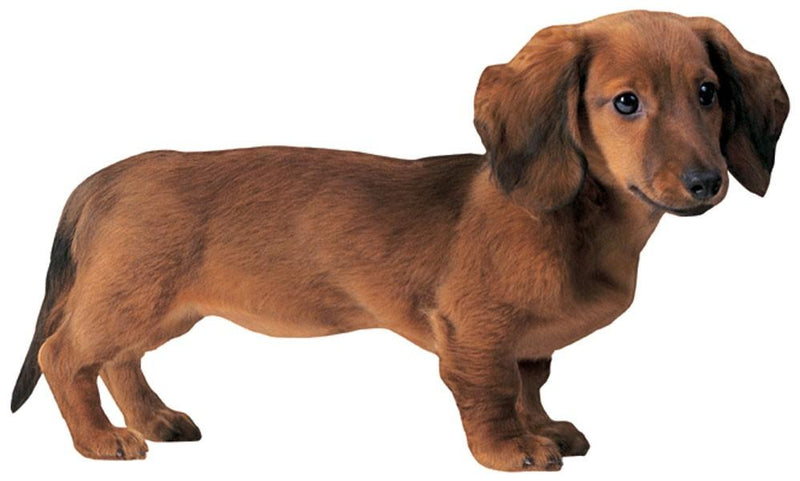 die cut note card featuring a photo real, brown dachshund, shown on white background.