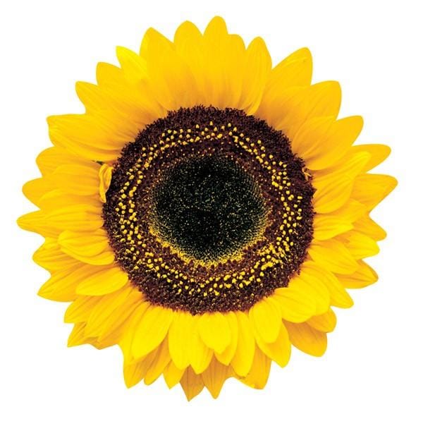 die cut note card featuring a photo real sunflower, shown on white background.
