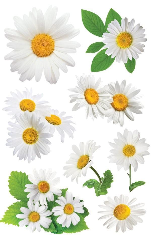 3D scrapbook stickers featuring photo-real yellow and white oxeye daisies.