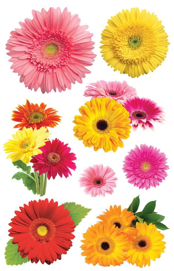 3D scrapbook stickers featuring an assortment of colorful  photo real gerbera daisies.